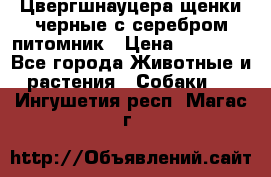 Цвергшнауцера щенки черные с серебром питомник › Цена ­ 30 000 - Все города Животные и растения » Собаки   . Ингушетия респ.,Магас г.